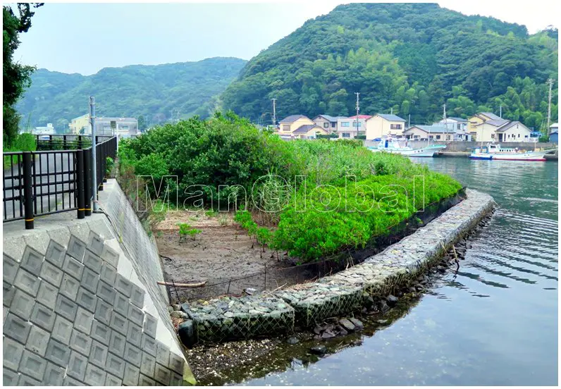 伊豆青野川で育つメヒルギ群落