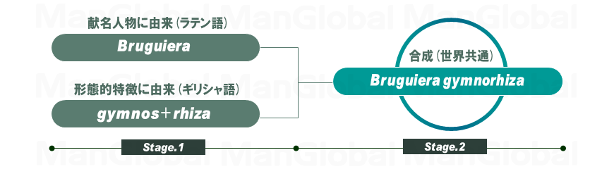 学名の構成図