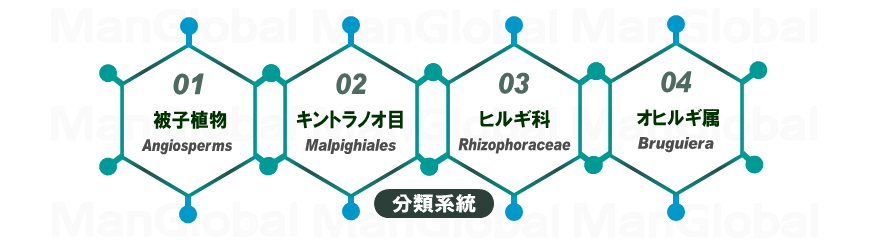 系統分類図