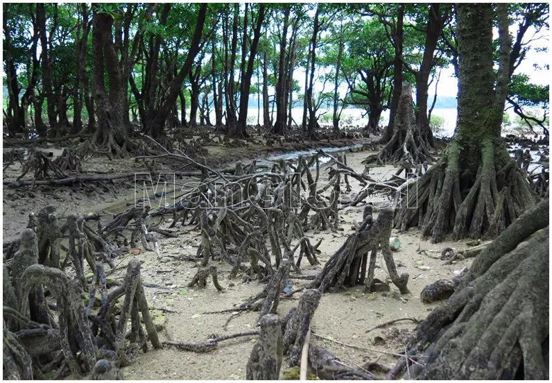 屋我地島のオヒルギ群落