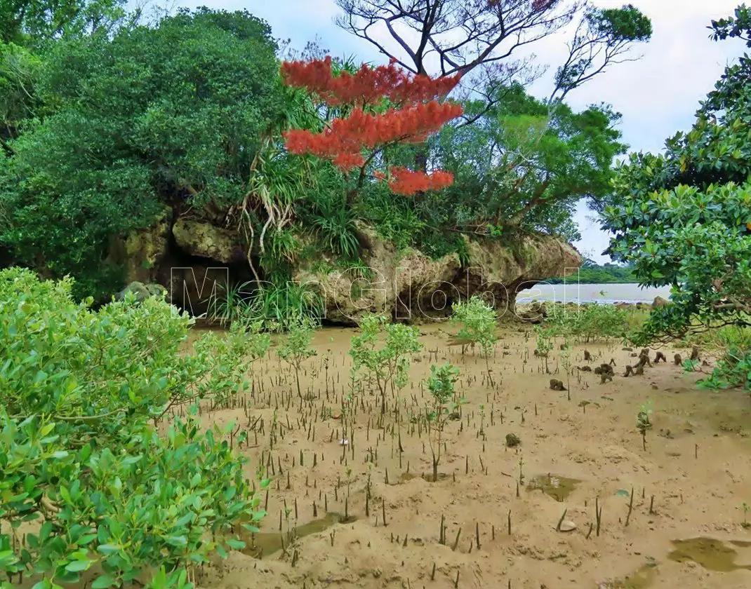 我部干潟のマングローブ風景